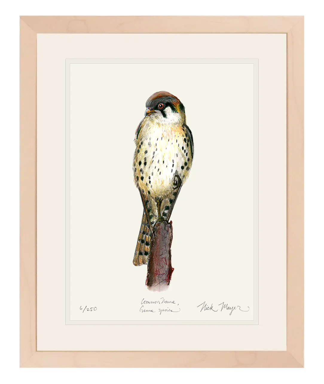 American Kestrel Original Colored Pencil Drawing