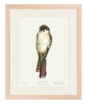 American Kestrel Original Colored Pencil Drawing