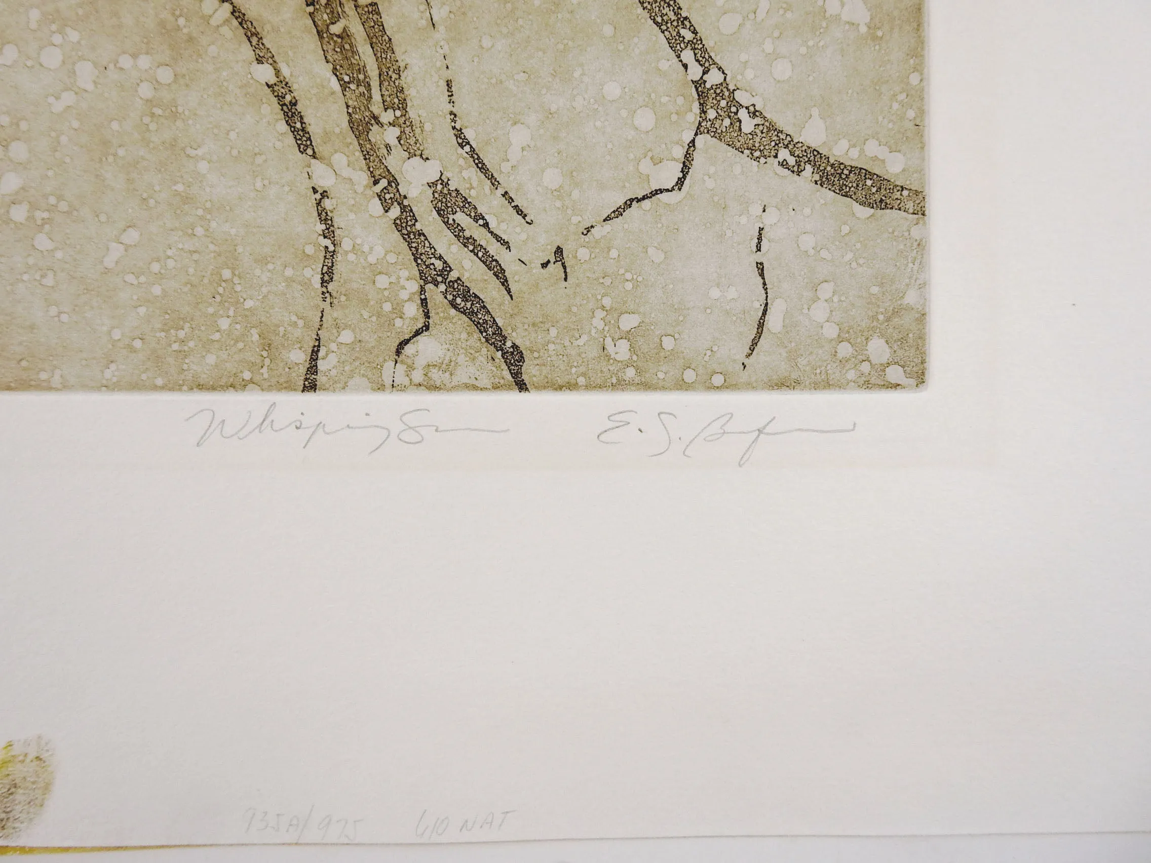 Birch Trees Reflection Etching